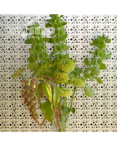 Zinnia à fleur de dahlia Envy