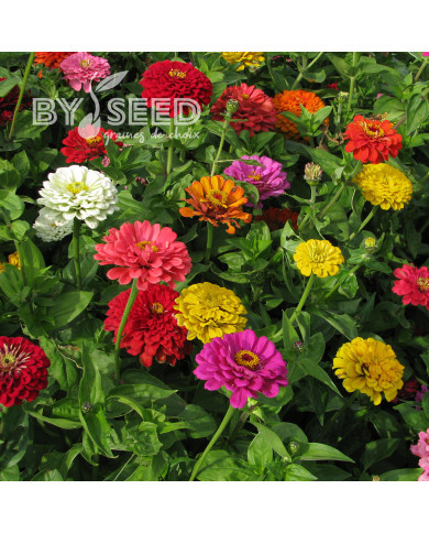 Zinnia à fleur de dahlia Extra Mix