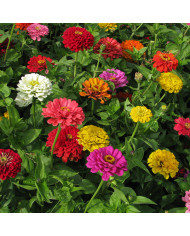 Zinnia à fleur de dahlia Envy