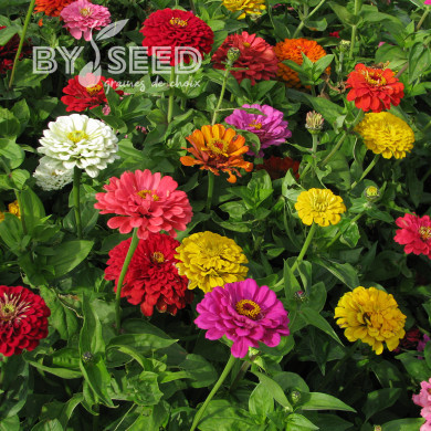 Zinnia à fleur de dahlia Extra Mix