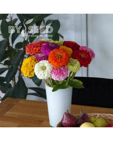 Zinnia à fleur de dahlia Extra Mix