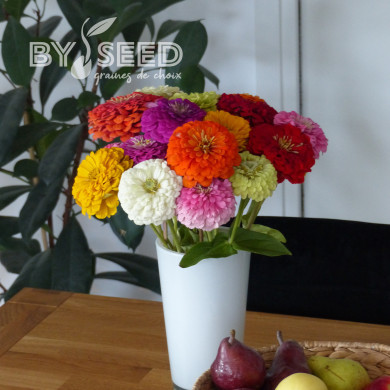Zinnia à fleur de dahlia Extra Mix
