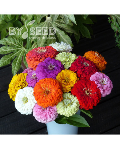 Zinnia à fleur de dahlia Extra Mix