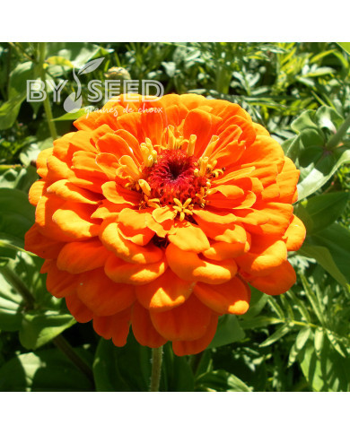 Zinnia à fleur de dahlia Golden State