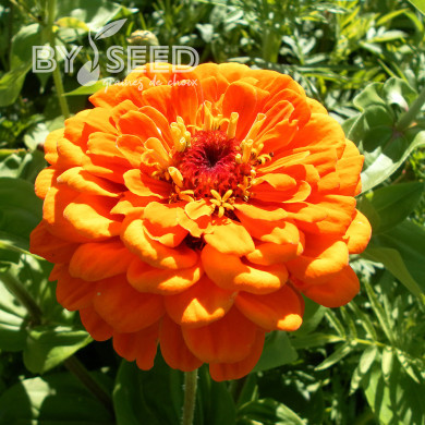 Zinnia à fleur de dahlia Golden State