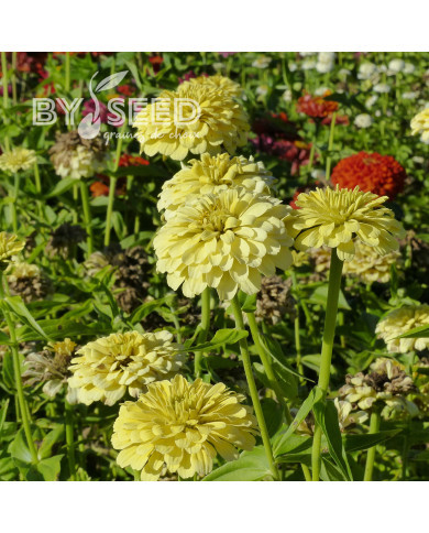 Zinnia à fleur de dahlia Isabellina