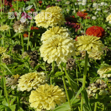 Zinnia à fleur de dahlia Isabellina