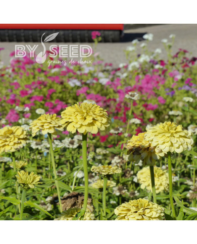 Zinnia à fleur de dahlia Isabellina