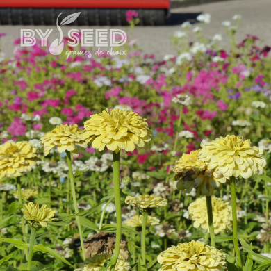 Zinnia à fleur de dahlia Isabellina