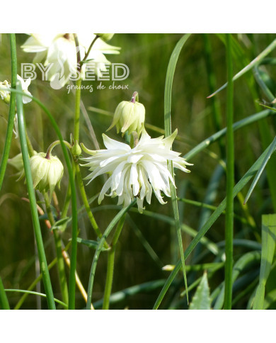 Ancolie White Barlow