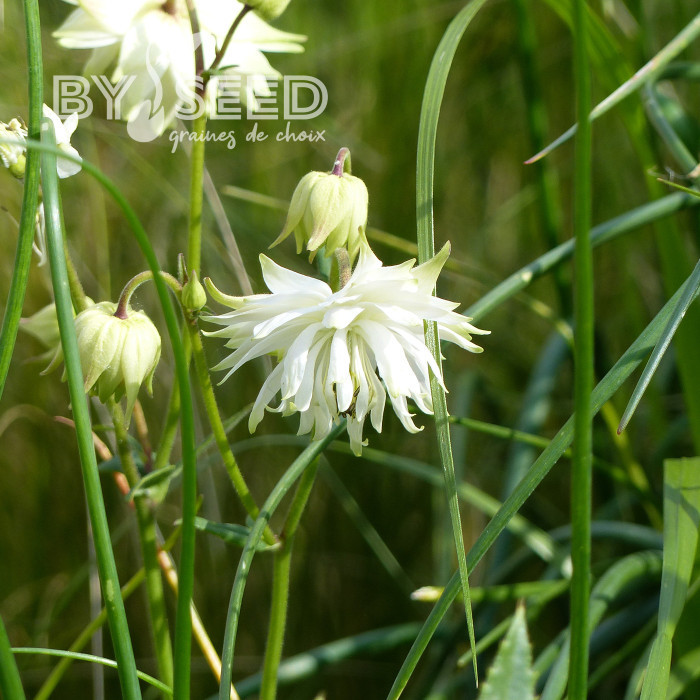 Ancolie White Barlow