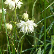 Ancolie White Barlow