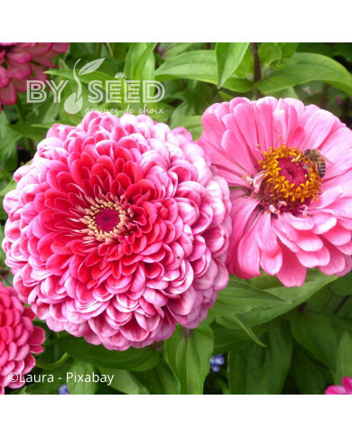 Zinnia à fleur de dahlia Luminosa