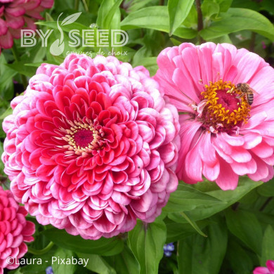 Zinnia à fleur de dahlia Luminosa