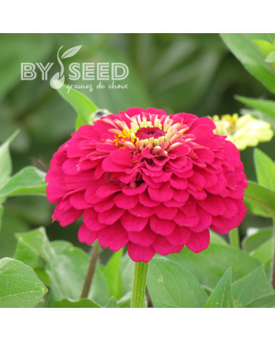 Zinnia à fleur de dahlia Meteor