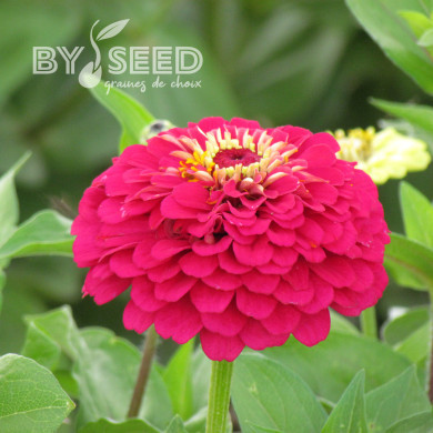 Zinnia à fleur de dahlia Meteor
