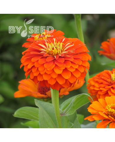 Zinnia à fleur de dahlia Oriole