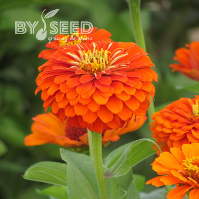 Zinnia à fleur de dahlia Oriole