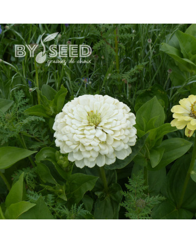 Zinnia à fleur de dahlia Polar Bear