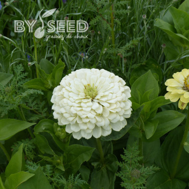 Zinnia à fleur de dahlia Polar Bear