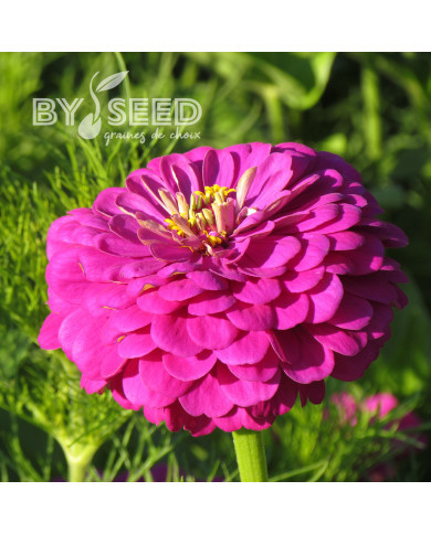 Zinnia à fleur de dahlia Purple Prince