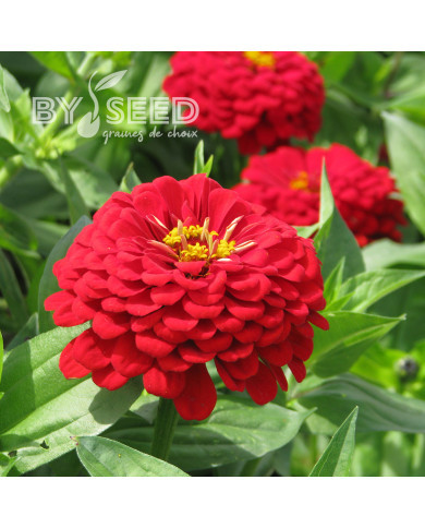 Zinnia à fleur de dahlia Scarlet Flame