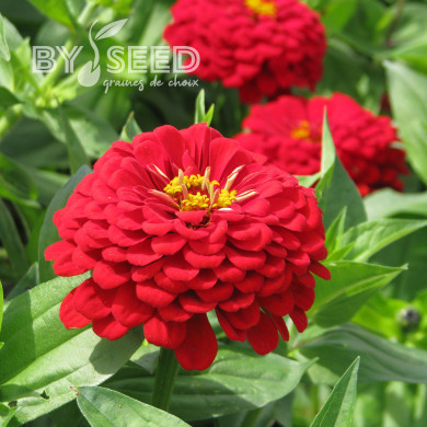 Zinnia à fleur de dahlia Scarlet Flame