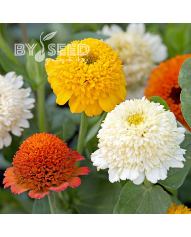 Zinnia à fleur de scabieuse Cresto! Citrus Mixture