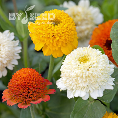 Zinnia à fleur de scabieuse Cresto! Citrus Mixture