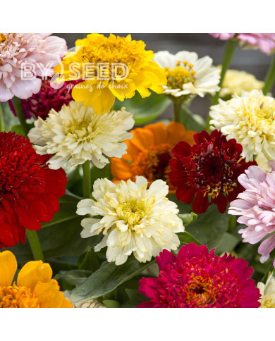 Zinnia à fleur de scabieuse Cresto! Formula Mix
