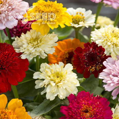 Zinnia à fleur de scabieuse Cresto! Formula Mix