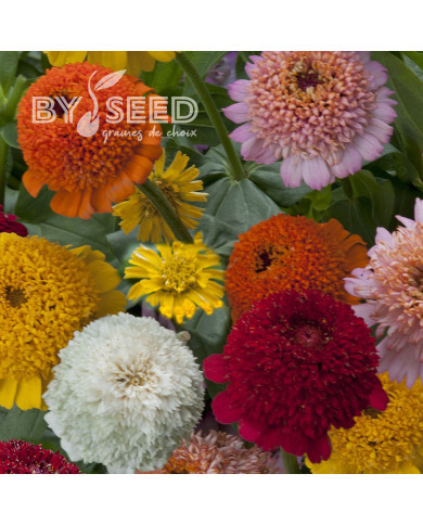 Zinnia à fleur de scabieuse Cresto! Formula Mix