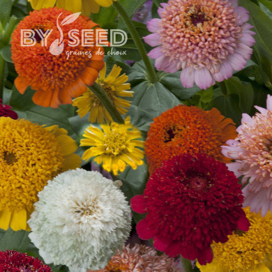 Zinnia à fleur de scabieuse Cresto! Formula Mix