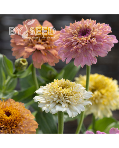 Zinnia à fleur de scabieuse Cresto! Peaches and Cream