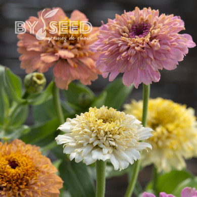 Zinnia à fleur de scabieuse Cresto! Peaches and Cream