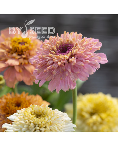 Zinnia à fleur de scabieuse Cresto! Peaches and Cream