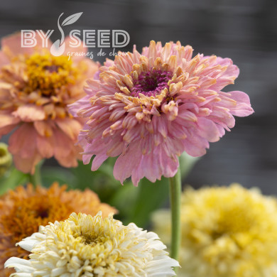 Zinnia à fleur de scabieuse Cresto! Peaches and Cream