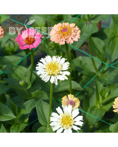 Zinnia à fleur de scabieuse Cresto! Peaches and Cream