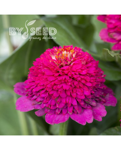 Zinnia à fleur de scabieuse Cresto! Violet