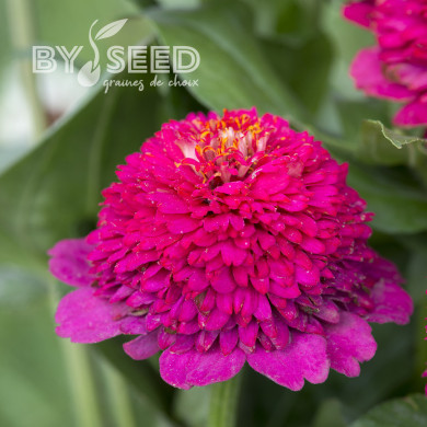 Zinnia à fleur de scabieuse Cresto! Violet