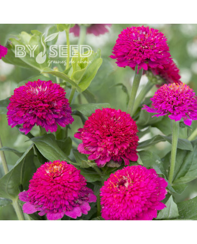 Zinnia à fleur de scabieuse Cresto! Violet