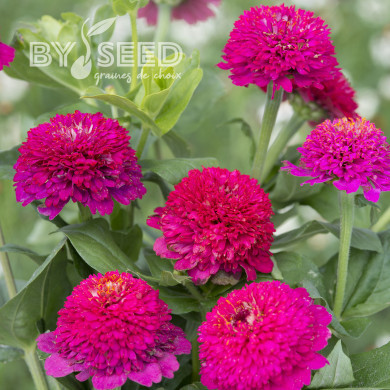 Zinnia à fleur de scabieuse Cresto! Violet
