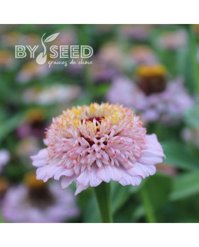 Zinnia à fleur de scabieuse Zinderella Lilac