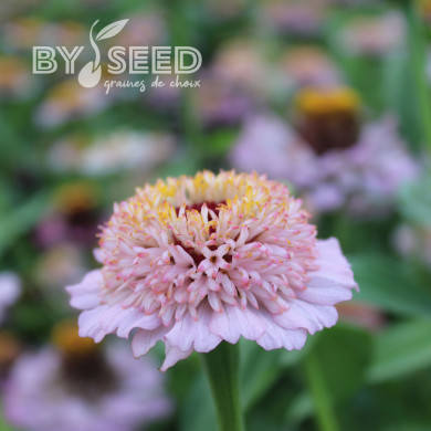 Zinnia à fleur de scabieuse Zinderella Lilac