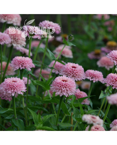Zinnia à fleur de scabieuse Zinderella Lilac