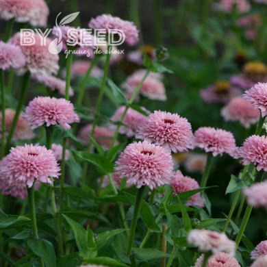 Zinnia à fleur de scabieuse Zinderella Lilac