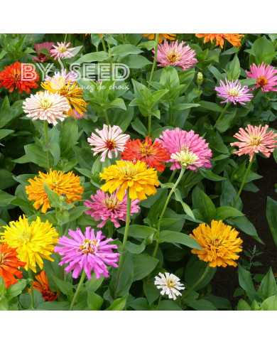 Zinnia à fleurs de chrysanthème Mix