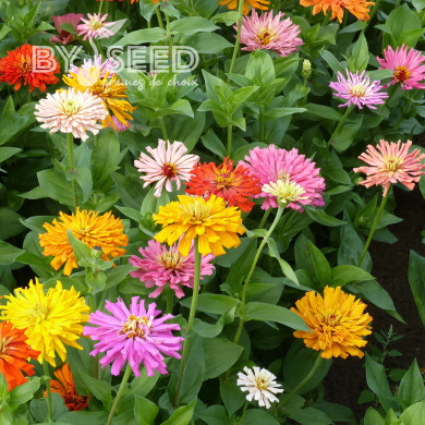 Zinnia à fleurs de chrysanthème Mix