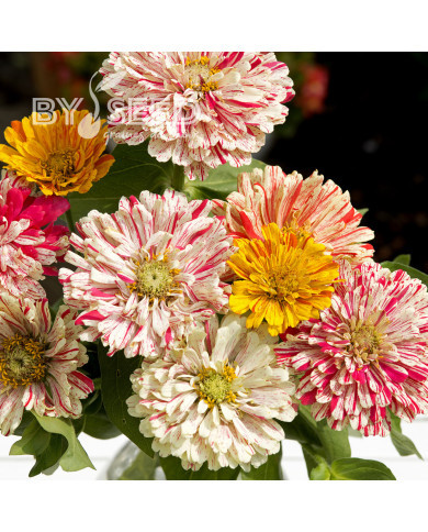 Zinnia Candy Cane Mix