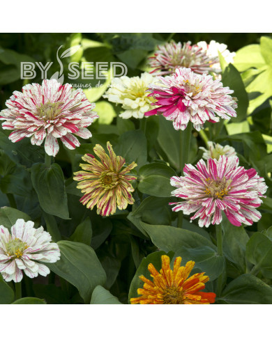 Zinnia Candy Cane Mix